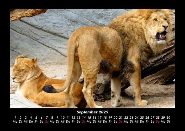 Produktbild: Welt der Tiere 2025 Fotokalender DIN A3