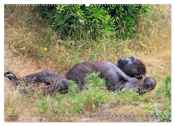 Produktbild: Flachlandgorillas in Apenheul (Wandkalender 2026 DIN A2 quer), CALVENDO Monatskalender