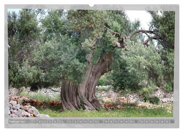 Produktbild: ALTE OLIVENB&Auml;UME Zeugen der Antike (hochwertiger Premium Wandkalender 2027 DIN A2 quer), Kunstdruck in Hochglanz