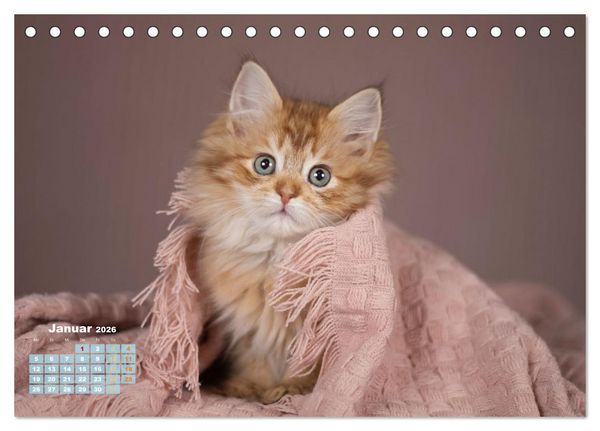 Produktbild: Die Kitten kommen. (Tischkalender 2026 DIN A5 quer), CALVENDO Monatskalender