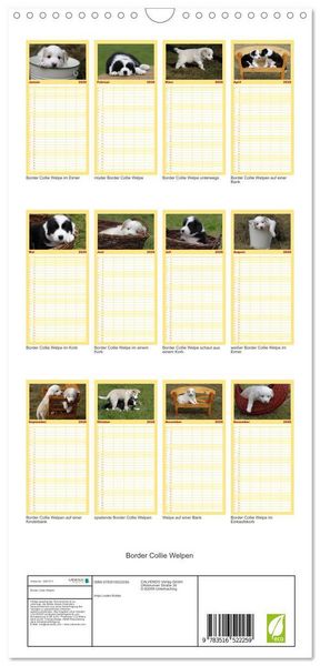 Produktbild: Familienplaner 2026 - Border Collie Welpen mit 5 Spalten (Wandkalender, 21 x 45 cm) CALVENDO