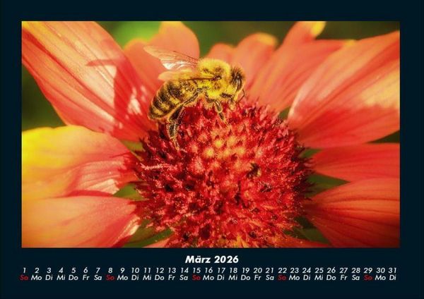 Produktbild: Bienen 2026 Fotokalender DIN A4