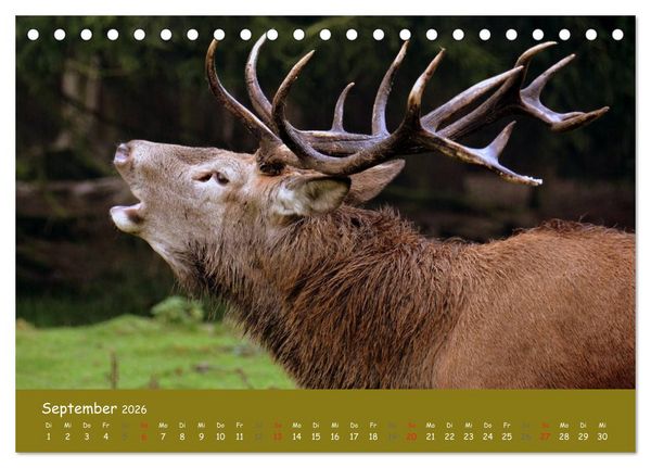 Produktbild: Begegnungen. DER HIRSCH (Tischkalender 2026 DIN A5 quer), CALVENDO Monatskalender