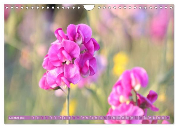 Produktbild: Lila Bl&uuml;tenzauber (Wandkalender 2026 DIN A4 quer), CALVENDO Monatskalender