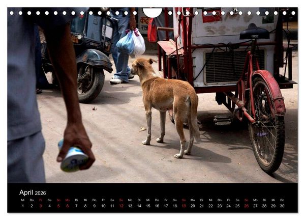 Produktbild: Stra&szlig;enhunde (Wandkalender 2026 DIN A4 quer), CALVENDO Monatskalender