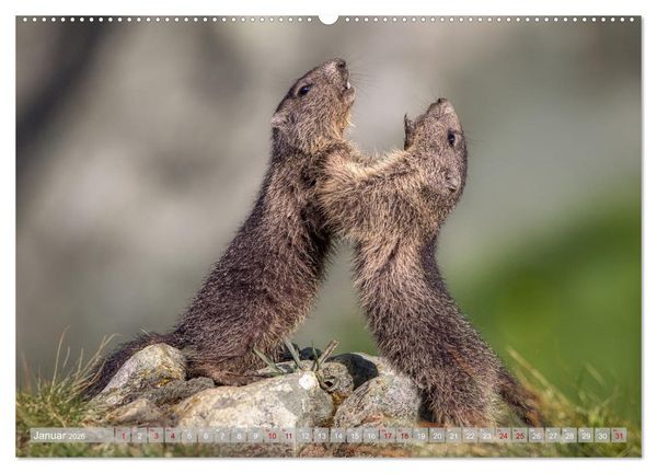 Produktbild: Tiere der Alpen - Murmeltier-Kinder (hochwertiger Premium Wandkalender 2026 DIN A2 quer), Kunstdruck in Hochglanz