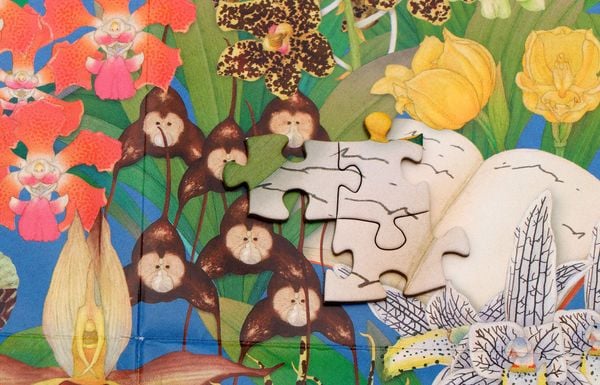 Produktbild: In 50 Orchideen um die Welt