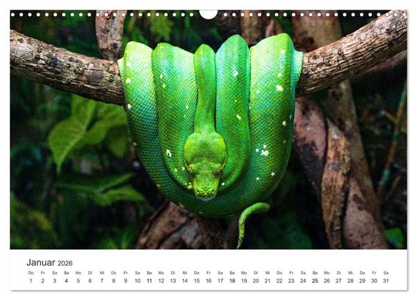 Produktbild: Reptilien - Tierische Farbenpracht (Wandkalender 2026 DIN A3 quer), CALVENDO Monatskalender