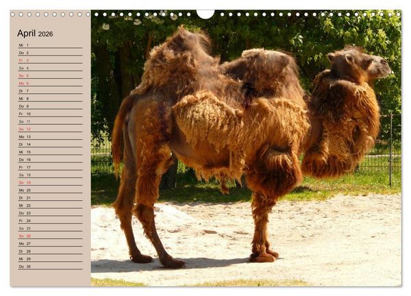 Produktbild: Kamele. Dromedar und Trampeltier (Wandkalender 2026 DIN A3 quer), CALVENDO Monatskalender