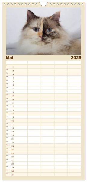 Produktbild: Familienplaner 2026 - Ragdolls mit 5 Spalten (Wandkalender, 21 x 45 cm) CALVENDO