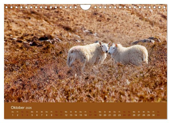 Produktbild: Unter Schafen - Wegbegleiter auf Reisen (Wandkalender 2026 DIN A4 quer), CALVENDO Monatskalender