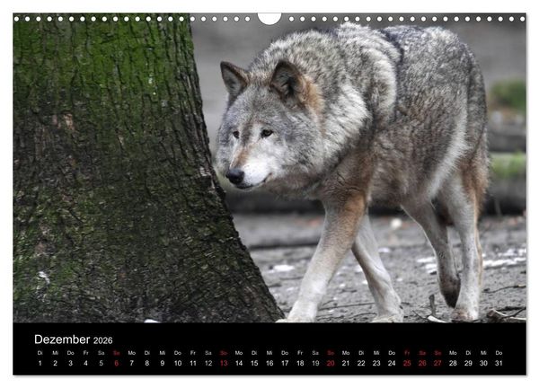 Produktbild: Tiere unserer Erde (Wandkalender 2026 DIN A3 quer), CALVENDO Monatskalender