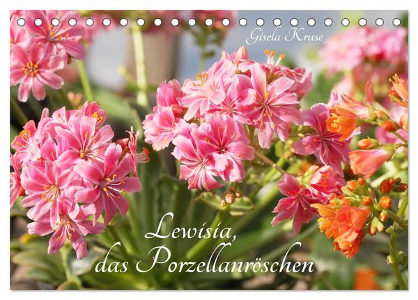 Lewisia, das Porzellanröschen (Tischkalender 2025 DIN A5 quer), CALVENDO Monatskalender