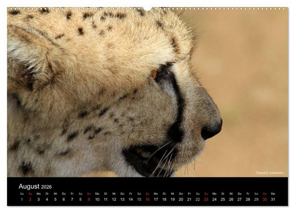 Produktbild: Raubkatzen (Wandkalender 2026 DIN A2 quer), CALVENDO Monatskalender