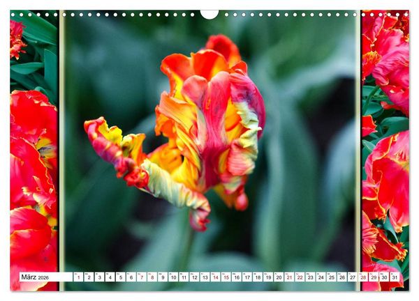 Produktbild: Tulpen - kunterbunte Collagen (Wandkalender 2026 DIN A3 quer), CALVENDO Monatskalender