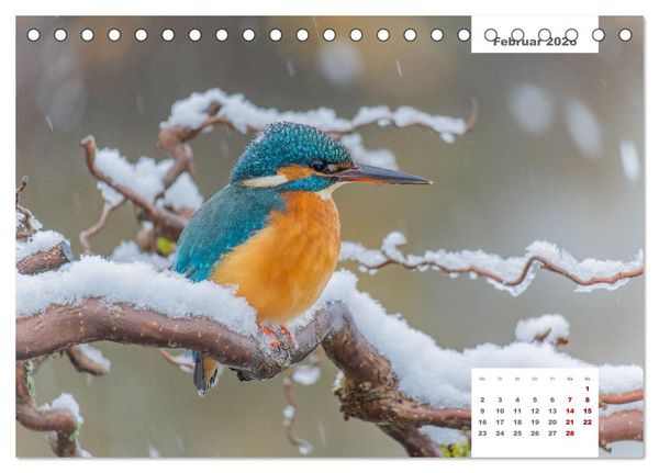 Produktbild: Zwei Tierfotografen Zw&ouml;lf Highlights (Tischkalender 2026 DIN A5 quer), CALVENDO Monatskalender