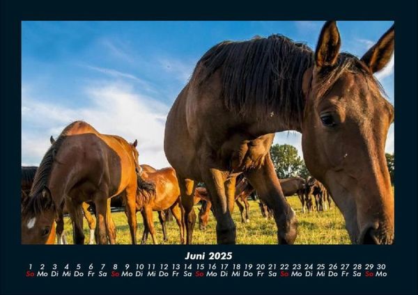 Produktbild: Die Welt der Pferde 2025 Fotokalender DIN A4