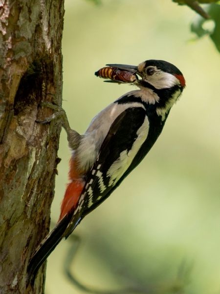 Produktbild: CALVENDO Puzzle Ein Motiv aus dem Kalender Besucher im Garten - V&ouml;gel | 1000 Teile Lege-Gr&ouml;&szlig;e 64x48cm Foto-Puzzle f&uuml;r gl&uuml;ckliche Stunden