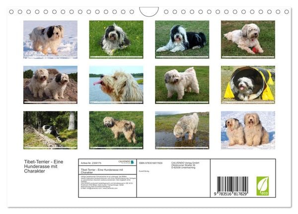 Produktbild: Tibet-Terrier - Eine Hunderasse mit Charakter (Wandkalender 2027 DIN A4 quer), CALVENDO Monatskalender