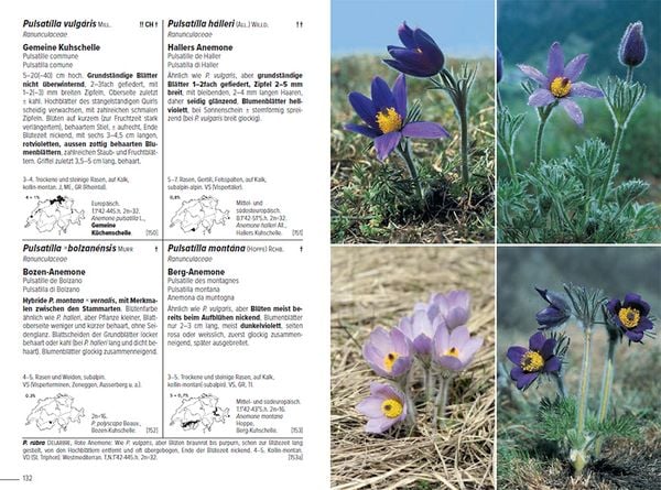 Produktbild: Flora Helvetica - Illustrierte Flora der Schweiz