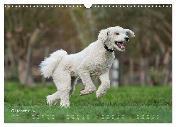 Produktbild: Fr&ouml;hliche Hunde (Wandkalender 2026 DIN A3 quer), CALVENDO Monatskalender