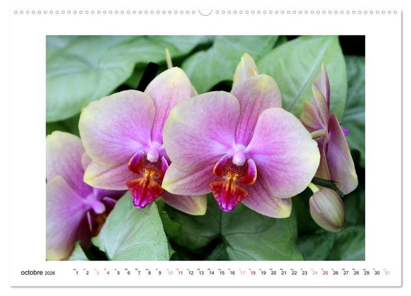 Produktbild: L'orchid&eacute;e Phalaenopsis (Calendrier mural 2026 DIN A2 vertical) calendrier de bureau