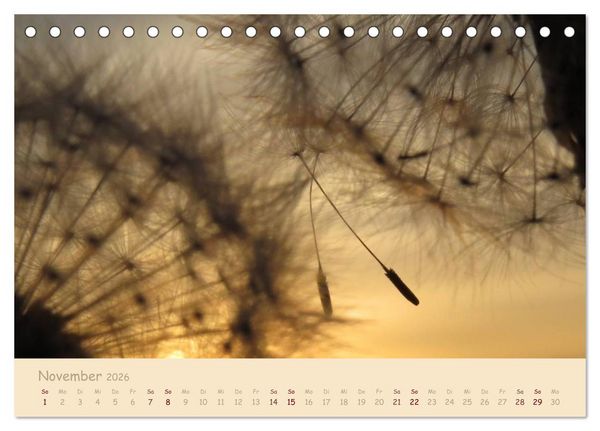 Produktbild: Unscheinbare Sch&ouml;nheit - Pusteblume (Tischkalender 2026 DIN A5 quer), CALVENDO Monatskalender