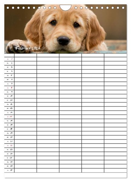 Produktbild: Familienplaner: Golden Retriever Welpen (Wandkalender 2026 DIN A4 hoch), CALVENDO Monatskalender