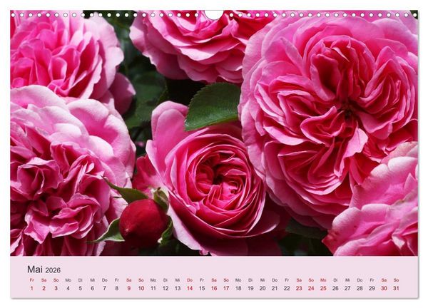 Produktbild: Rosen Reigen im Garten (Wandkalender 2026 DIN A3 quer), CALVENDO Monatskalender