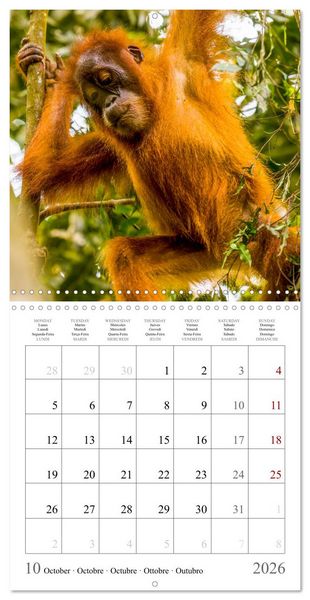 Produktbild: Orangutans in the jungle of Sumatra (Wall Calendar 2026 12 &times; 12 Inch) CALVENDO 12 Month Wall Calendar
