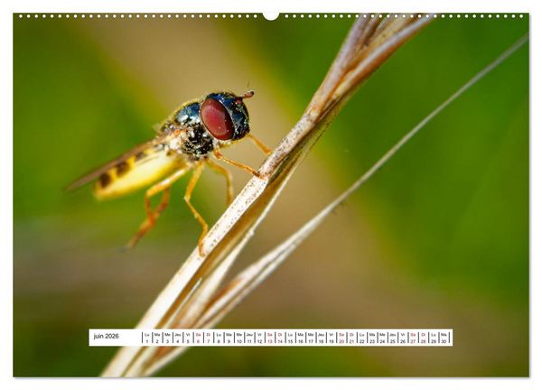 Produktbild: La vie de nos prairies - Les dipt&egrave;res (Calendrier mural 2026 DIN A2 vertical), CALVENDO calendrier mensuel