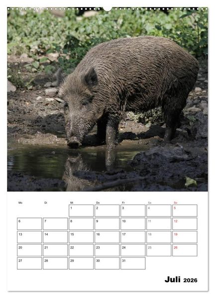 Produktbild: Der wildschweinische Terminplaner (hochwertiger Premium Wandkalender 2026 DIN A2 hoch), Kunstdruck in Hochglanz