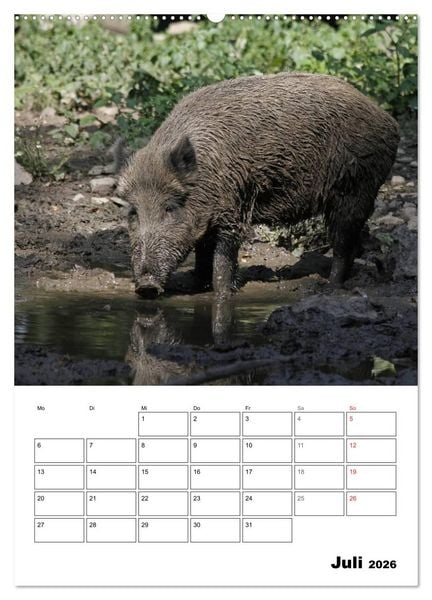 Produktbild: Der wildschweinische Terminplaner (Wandkalender 2026 DIN A2 hoch), CALVENDO Monatskalender