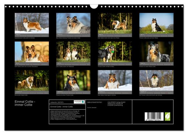 Produktbild: Einmal Collie - immer Collie (Wandkalender 2026 DIN A3 quer), CALVENDO Monatskalender