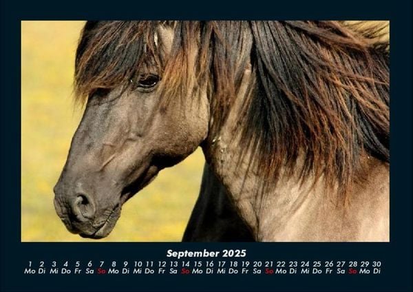 Produktbild: Welt der Pferde 2025 Fotokalender DIN A4