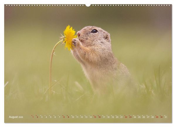 Produktbild: Zauberhafte Ziesel (hochwertiger Premium Wandkalender 2026 DIN A2 quer), Kunstdruck in Hochglanz