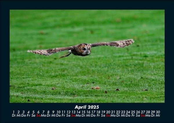 Produktbild: Tierkalender 2025 Fotokalender DIN A5