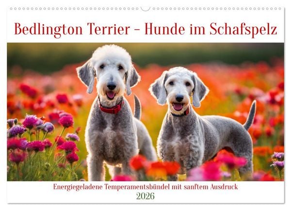Produktbild: Bedlington Terrier - Hunde im Schafspelz (Wandkalender 2026 DIN A2 quer), CALVENDO Monatskalender