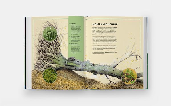 Produktbild: The Tomorrow Tree: How Nature Creates New Life From Old (2025)