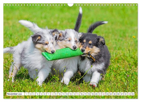 Produktbild: Colliewelpen - kleine Collies erobern die Welt (Wandkalender 2026 DIN A3 quer), CALVENDO Monatskalender