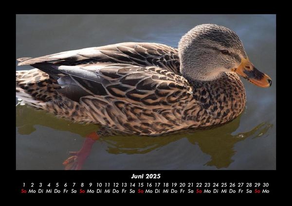 Produktbild: Enten 2025 Fotokalender DIN A3