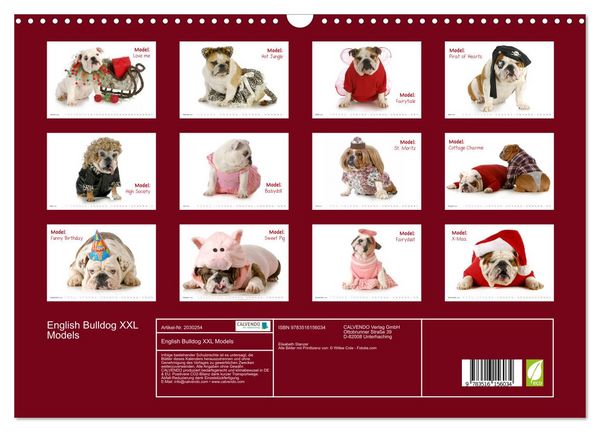 Produktbild: English Bulldog XXL Models (Wandkalender 2026 DIN A3 quer), CALVENDO Monatskalender