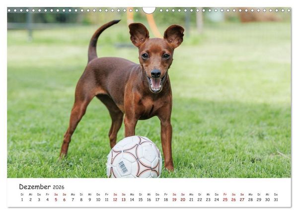 Produktbild: Zwergpinscher Sally&lsquo;s erstes Jahr (Wandkalender 2026 DIN A3 quer), CALVENDO Monatskalender