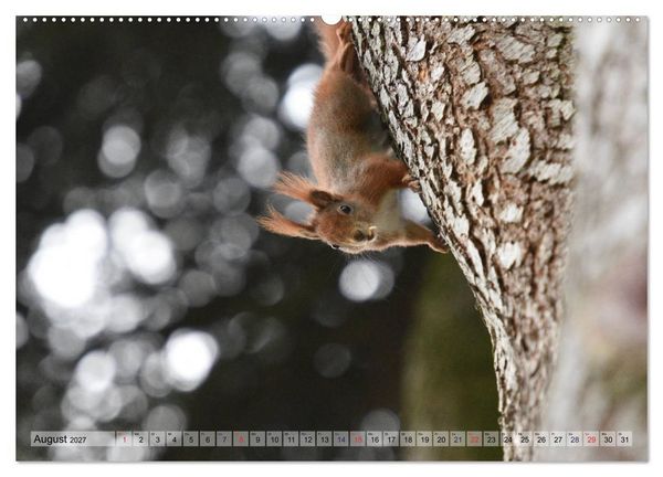 Produktbild: Eichh&ouml;rnchen-Spa&szlig; (hochwertiger Premium Wandkalender 2027 DIN A2 quer), Kunstdruck in Hochglanz