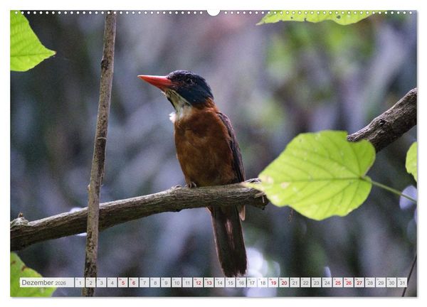 Produktbild: Sulawesi 2026 (Wandkalender 2026 DIN A2 quer), CALVENDO Monatskalender
