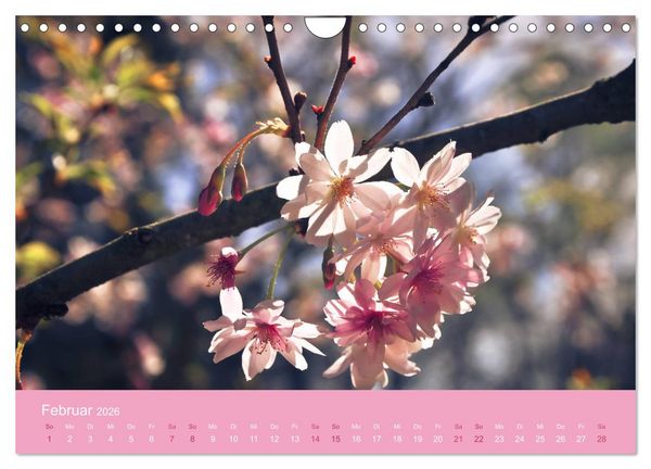 Produktbild: Zarte Kirschbl&uuml;ten - Berauschende Gedankend&uuml;fte (Wandkalender 2026 DIN A4 quer), CALVENDO Monatskalender
