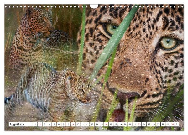 Produktbild: Emotionale Momente: African Dreams (Wandkalender 2026 DIN A3 quer), CALVENDO Monatskalender