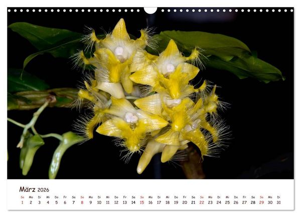 Produktbild: Orchideenzauber (Wandkalender 2026 DIN A3 quer), CALVENDO Monatskalender