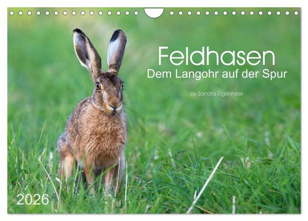 Produktbild: Feldhasen - dem Langohr auf der Spur (Wandkalender 2026 DIN A4 quer), CALVENDO Monatskalender