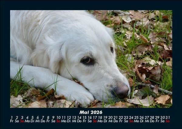 Produktbild: Hunde 2026 Fotokalender DIN A5